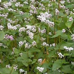 pohanka